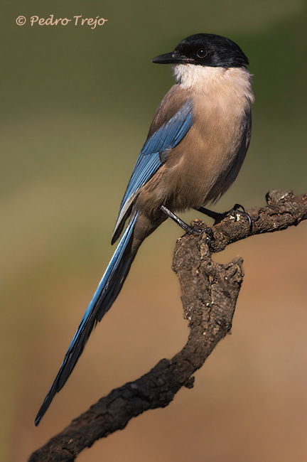 Rabilargo (Cyanipica cooki)